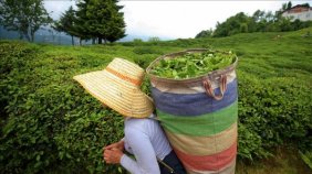 Akarsu üreticilerinin ödemeleri Kurban bayramından önce yatacak