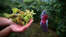 Devlet fındık üreticilerini mağdur etmeyecek