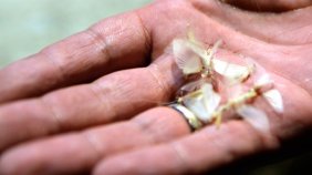 Kelebekler son uçuşlarını gerçekleştirdi