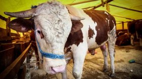 Kurbanlık alırken dikkat edilmesi gerekenler