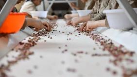 'Yeşil altın'ın fiyatı yüzde 50 düştü