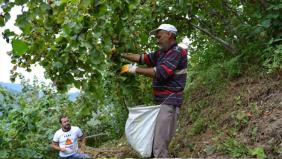 'Devlet fındık piyasasında varım demeli'