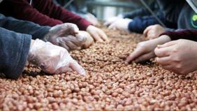 Fındık ihracatı 276 bin tonu aştı