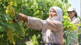İslahiye Ovası'nda üzüm hasadına başlandı