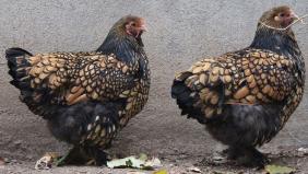 Süsleme tavuğu döviz de getirecek