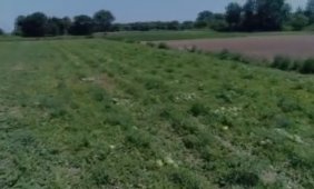 Türkiye'de illere kadar karpuz üretimi