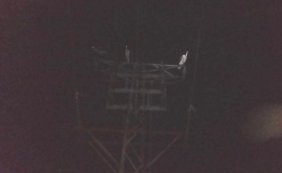 Leylekler Bursa'da 10 köyde elektrik kesintisi yaşattı