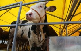 Kurbanlık fiyatlarında son koşul