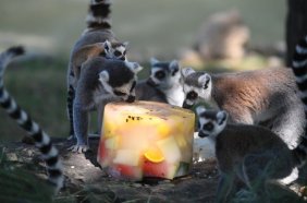 Lemurların buzlu karpuz keyfi