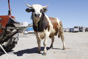 1 tonluk Kazanan alıcısını bekliyor