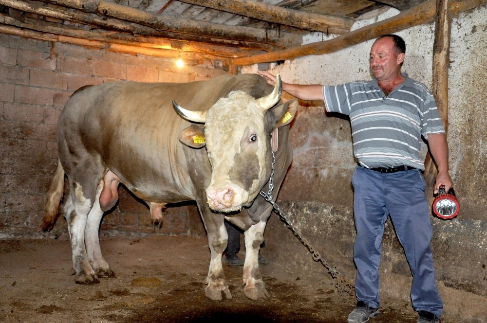 2.2 tonluk kurbanlığı alana koç hediye