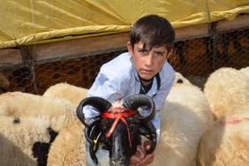 5 boynuzlu koç fotoğraf meraklılarının gözdesi oldu