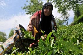 Çaykur'dan bayram öncesi üreticiye ödeme