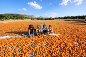 Dünya kayısı başkenti: Malatya
