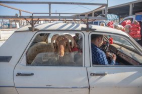 Hayvan pazarlarında hareketlilik başladı