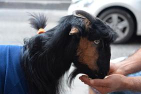 Keçisini evcilleştiren adam