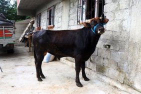 Rize'den Trabzon'a yüzen boğa kesilmeyecek