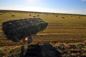 Trakya'da saman balyası bağlama zamanı
