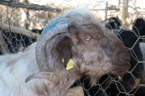 Üçüncü kattan üstüne keçi düştü