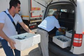 Zonguldak'ta 21 ton palamuda el konuldu