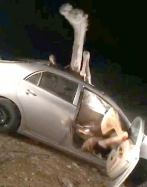 Hindistan’da deve araca sıkıştı