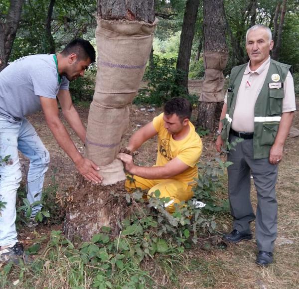 Tokat’ta çıra için oyulan ağaçlar çare ediliyor