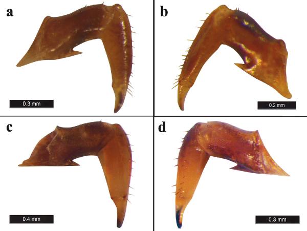 Türkiye’de yeni örümcek türü keşfedildi