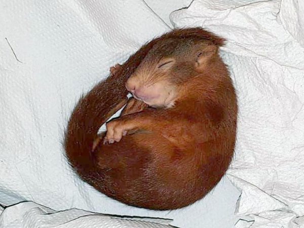 Almanya’da sincap alarmı