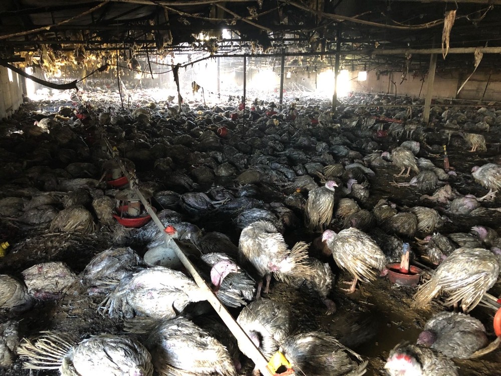 Çiftlik yangını: 8 bin hindi ve 10 buzağı telef oldu