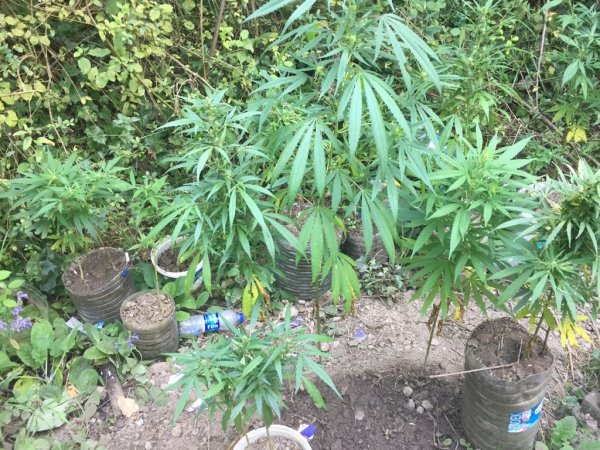 Kocaeli’nde Hint kenevirleri ele geçirildi