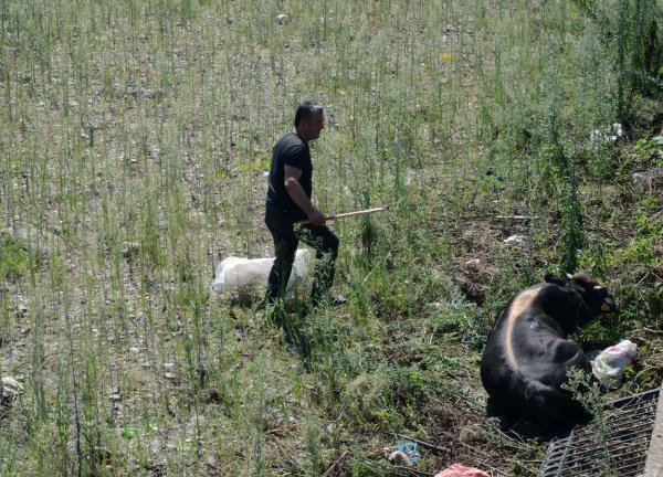 Ordu’da huysuzlanan kurbanlık dereye uçtu