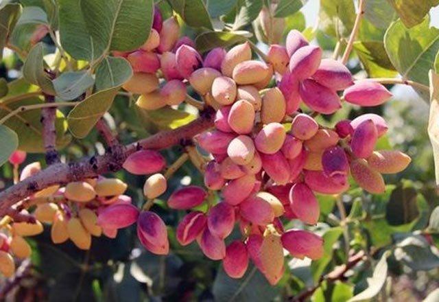 Antep fıstığının ateşi düştü