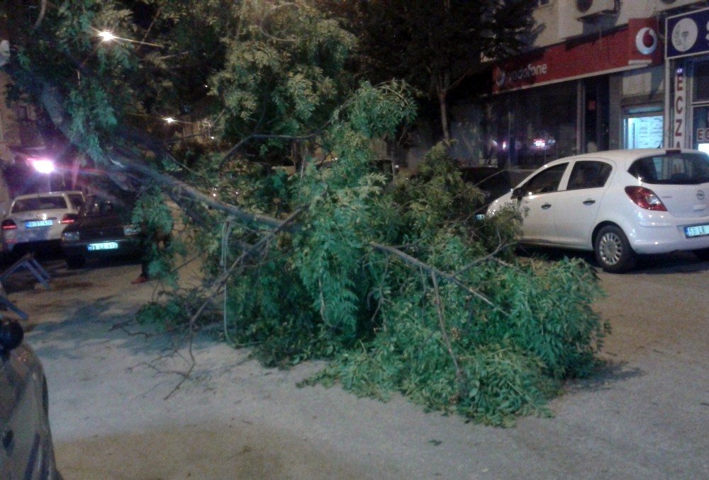 Devrilen ağacın altından son anda kaçtı