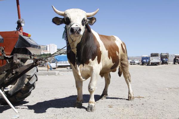 1 tonluk Kazanan alıcısını bekliyor