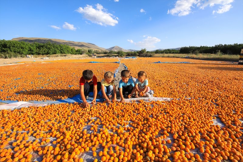 Dünya kayısı başkenti: Malatya