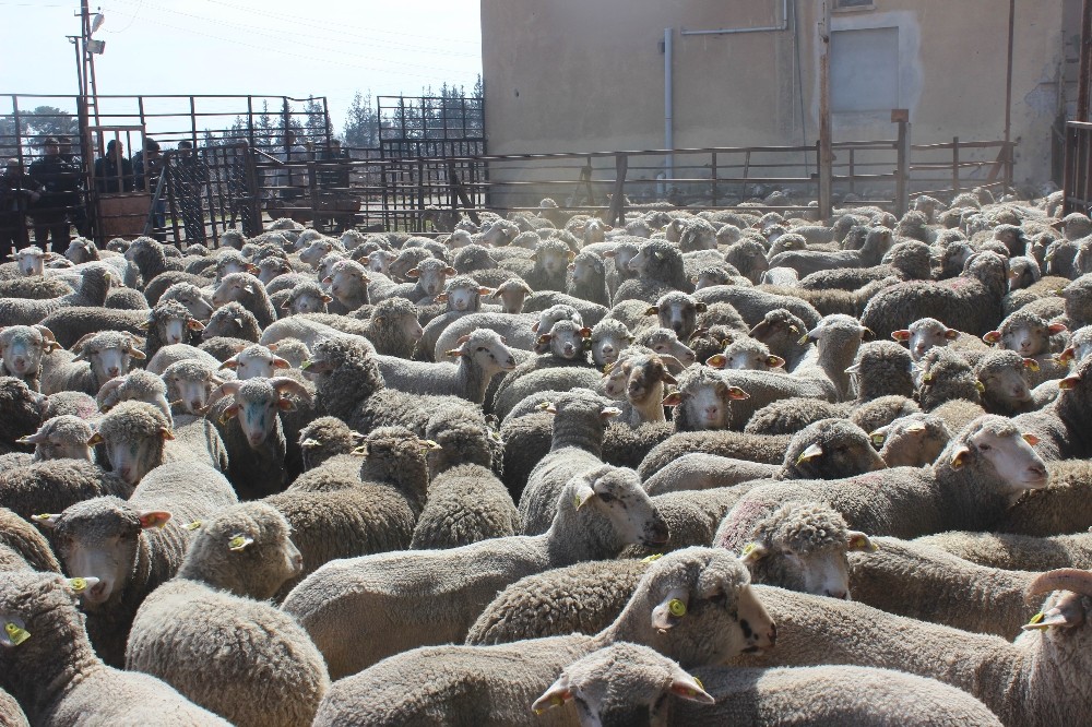 Kurbanlık hayvan seçiminde püf noktalar