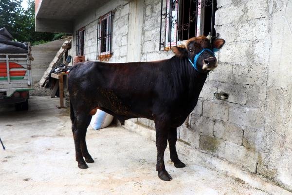 Rize’den Trabzon’a yüzen boğa kesilmeyecek