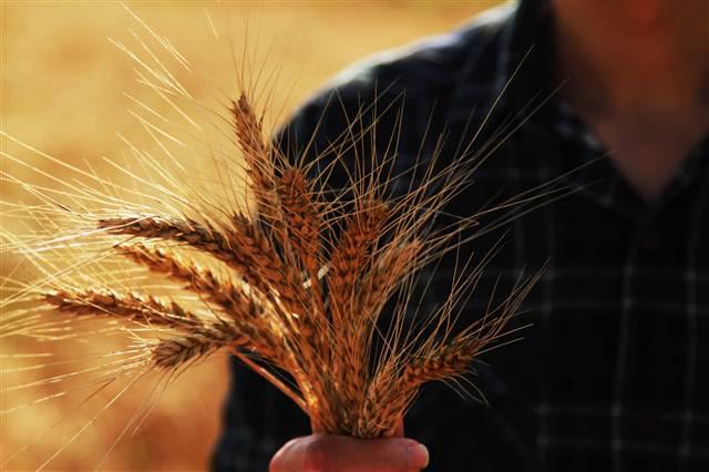 Tarım Kredi’nin arpa alımı sürecek