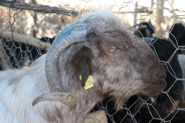 Üçüncü kattan üstüne keçi düştü