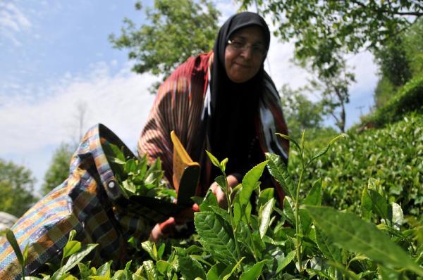 Çaykur’dan bayram öncesi üreticiye ödeme