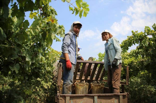 Üniversitelilerin bağ bozumu mesaisi