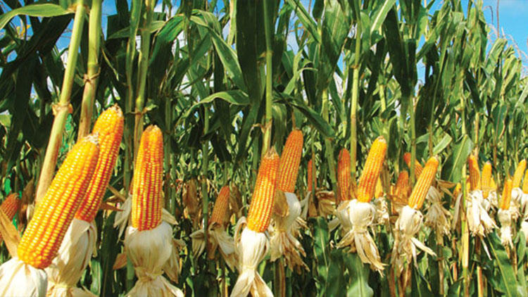 Darı fiyatı en düşük 95 kuruş olmalı