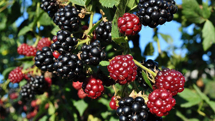 Kurtalan’dan 4 ülkeye böğürtlen ihraç ediliyor