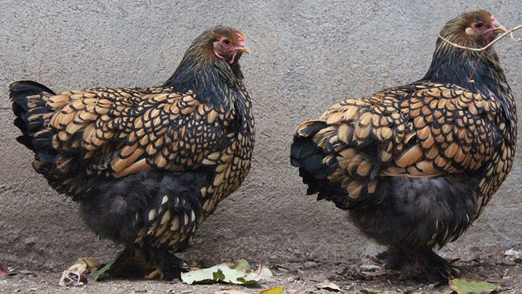 Süsleme tavuğu döviz de getirecek