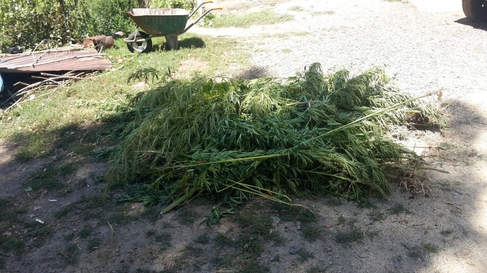 Pasinler ’de bin 250 kök hint keneviri ele geçirildi