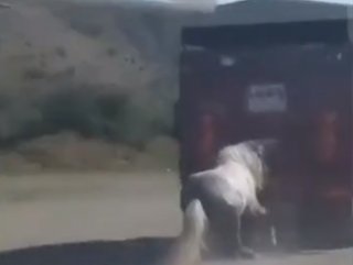 Ankara'da atı kamyonun arkasına bağlayıp sürüklediler