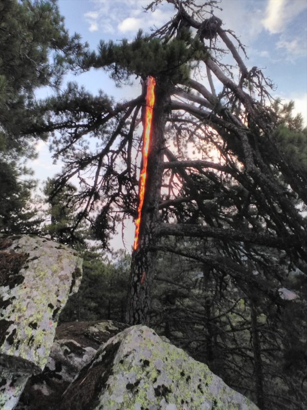 Aydın'da şimşek düşen ağaç ateş aldı