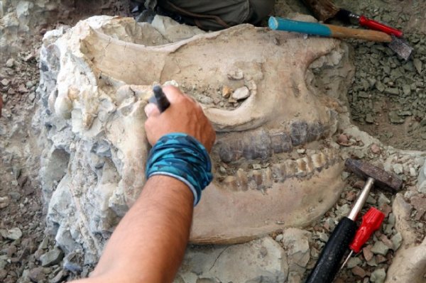 Çankırı'da 8,5 milyon yıllık eski kalıntı bulundu