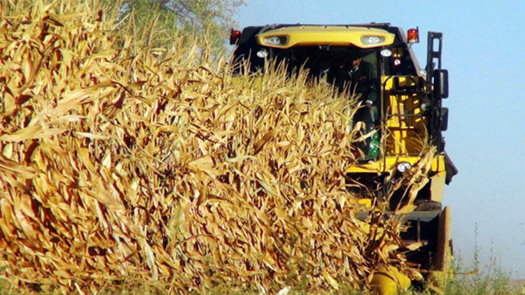 Çukurova'da darı hasadına başlandı