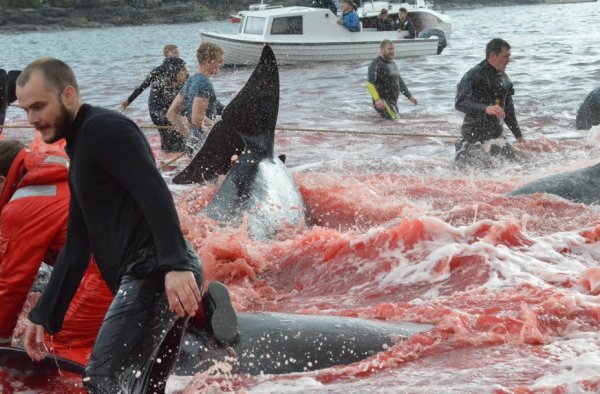Danimarka'da balina katliamı
